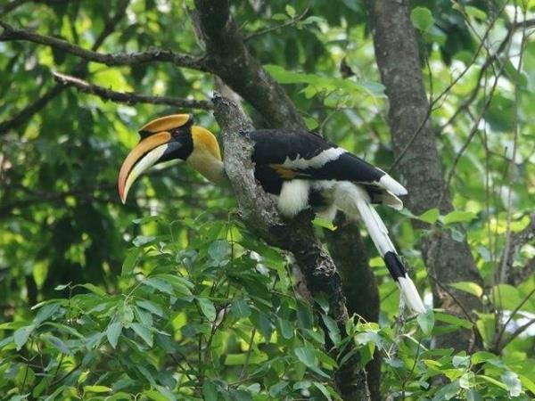 Nepal Terai wildlife safari