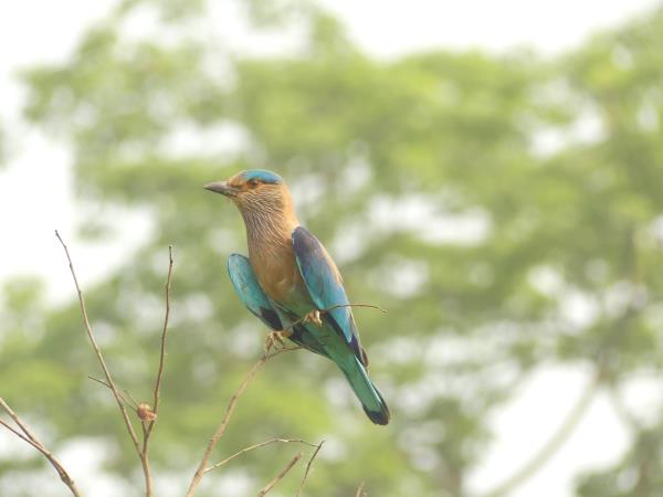 Nepal Terai wildlife safari