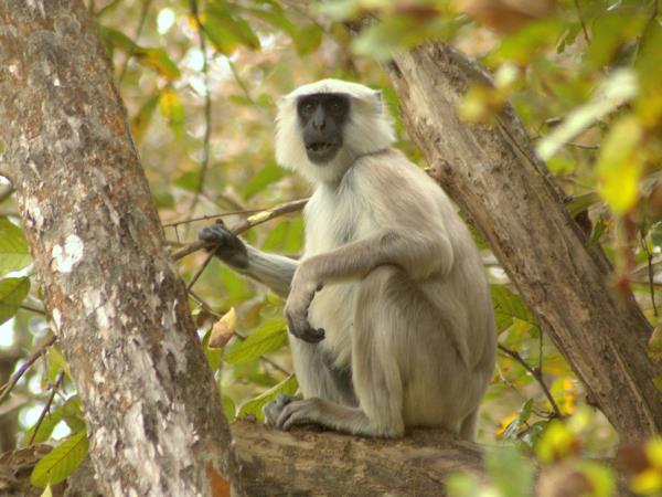 Nepal Terai wildlife safari