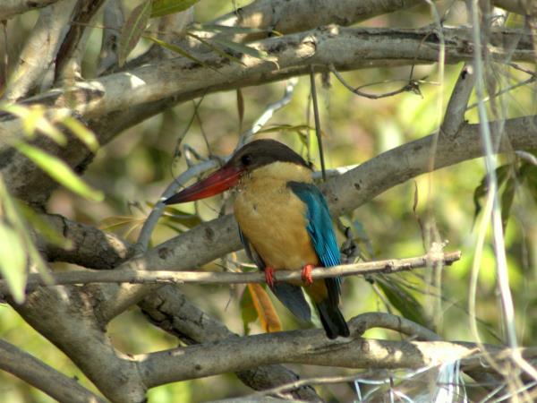 Nepal Terai wildlife safari