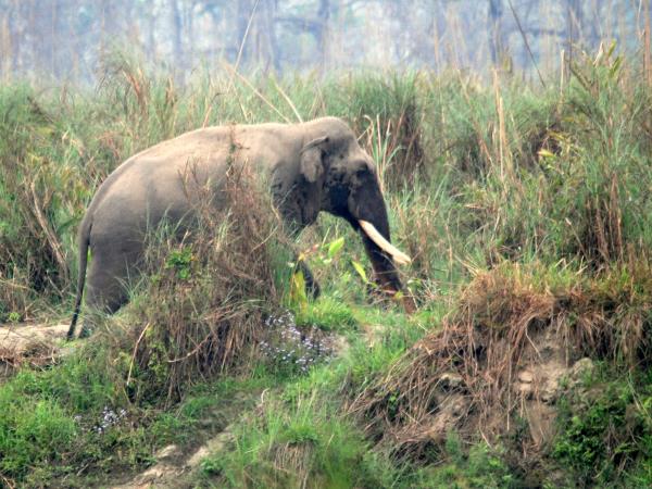 Nepal Terai wildlife safari