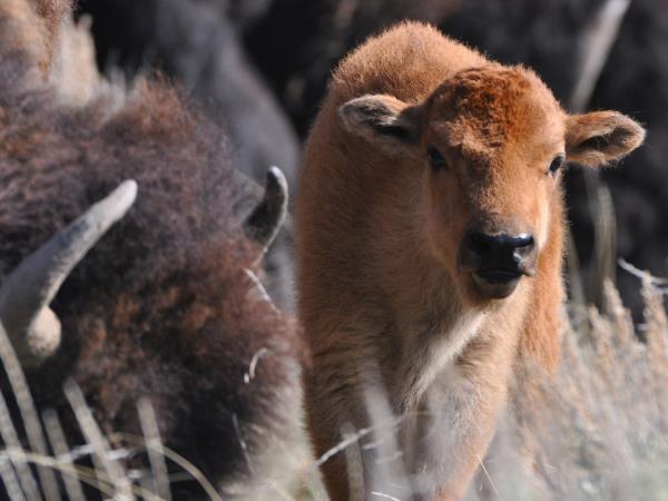 Yellowstone wildlife holiday in Spring