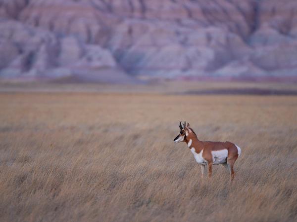 Yellowstone wildlife holiday in Spring