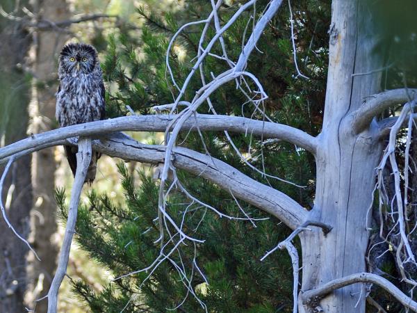 Yellowstone wildlife holiday in Spring