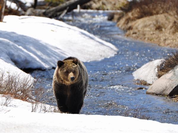 Yellowstone wildlife holiday in Spring