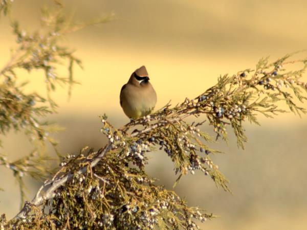 Yellowstone wildlife holiday in Spring