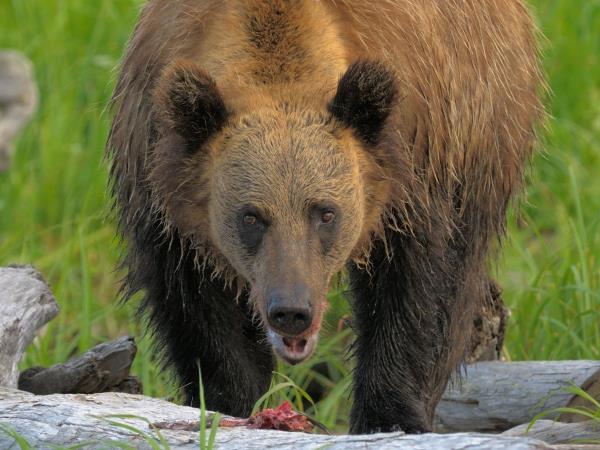 Shantar Archipelago wildlife cruise in Russia
