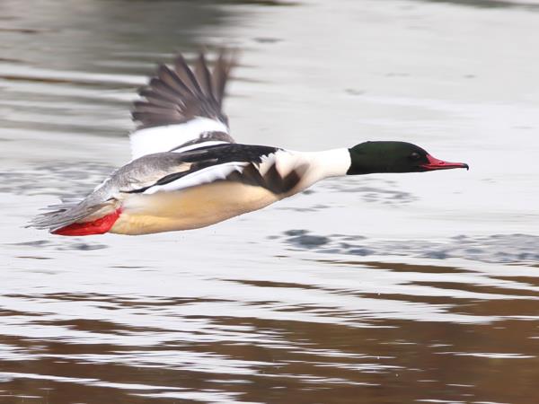 Shantar Archipelago wildlife cruise in Russia
