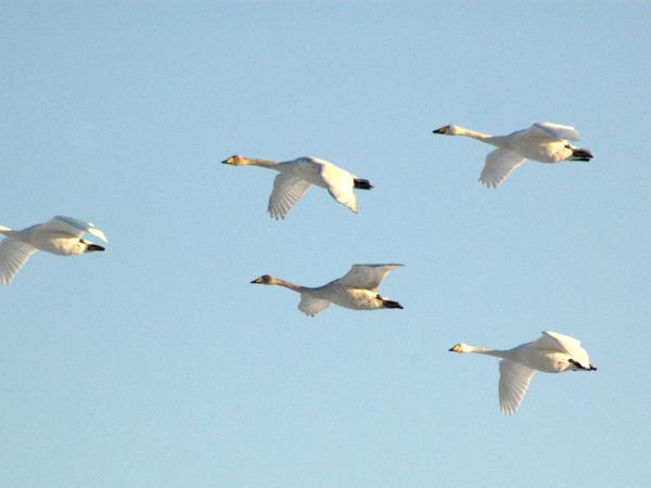 Shantar Archipelago wildlife cruise in Russia