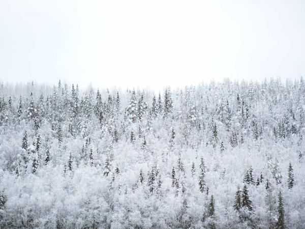 Family huski safari in Swedish Lapland
