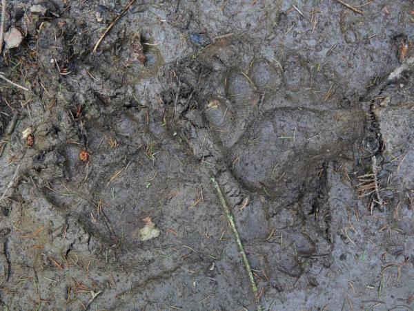 Slovenia wildlife holiday