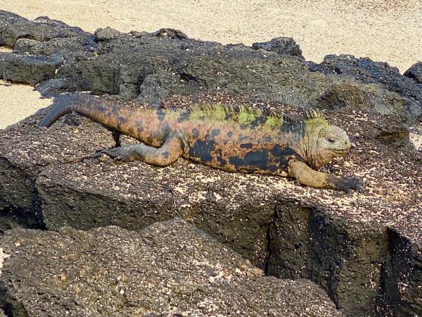 Galapagos and Ecuador tour