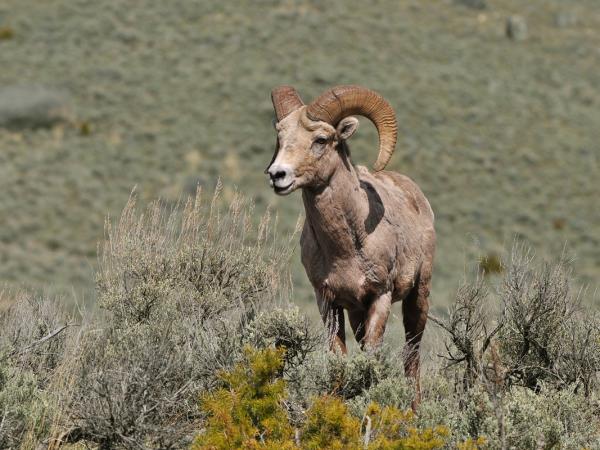 Yellowstone wildlife tour in Fall