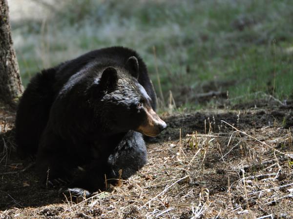 Yellowstone wildlife tour in Fall