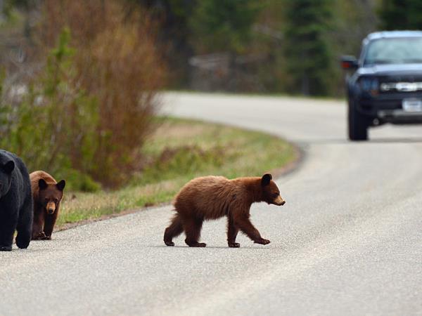 Yellowstone wildlife tour in Fall