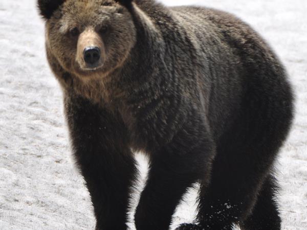 Yellowstone wildlife tour in Fall