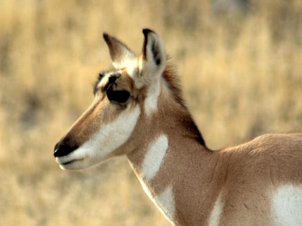 Yellowstone wildlife tour in Fall