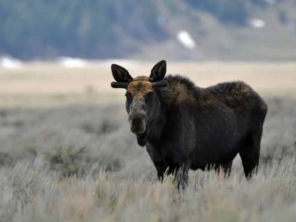 Yellowstone wildlife tour in Fall