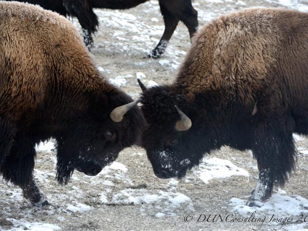 Yellowstone wildlife tour in Fall