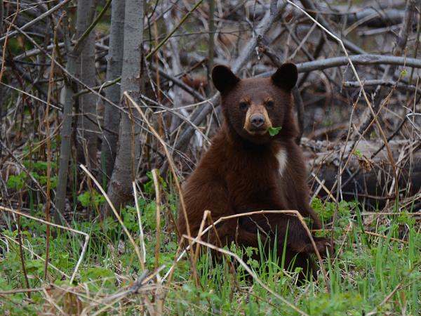 Yellowstone wildlife tour in Fall