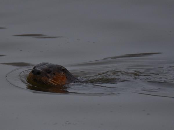 Yellowstone wildlife tour in Fall
