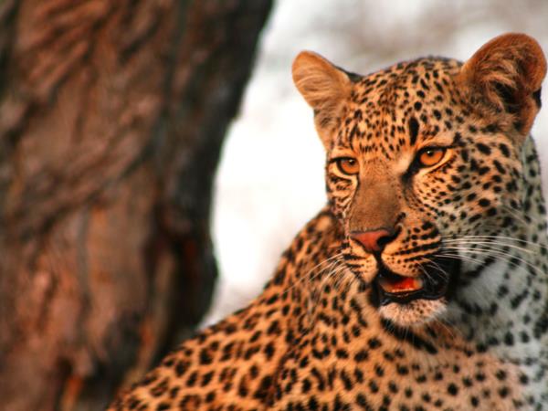 Botswana wildlife tracking safari, Tuli Game Reserve