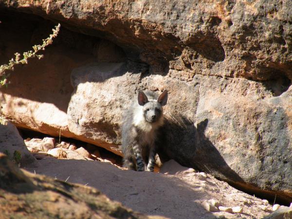 Botswana wildlife tracking safari, Tuli Game Reserve