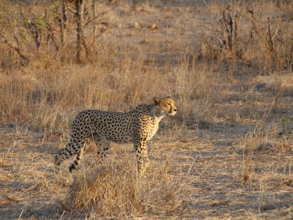 Botswana wildlife tracking safari, Tuli Game Reserve