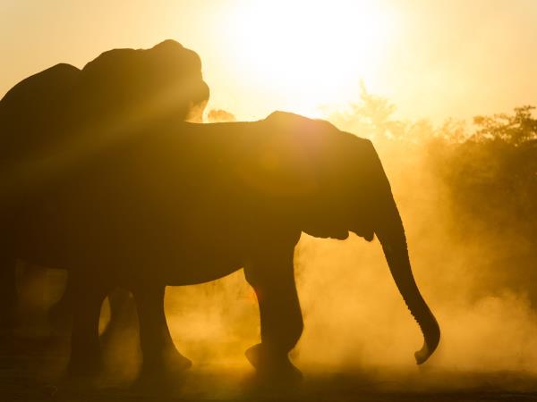 Botswana wildlife tracking safari, Tuli Game Reserve