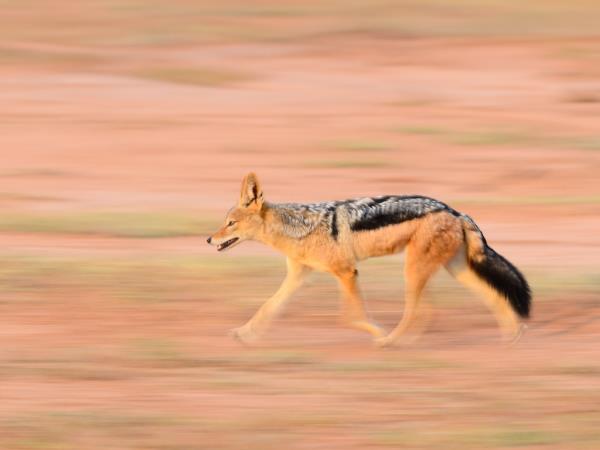 Botswana wildlife tracking safari, Tuli Game Reserve