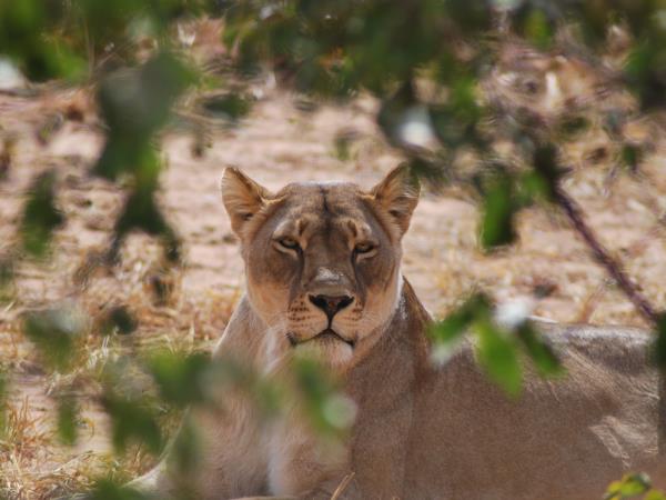 Botswana wildlife tracking safari, Tuli Game Reserve