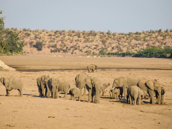 Botswana wildlife tracking safari, Tuli Game Reserve