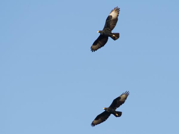 Botswana wildlife tracking safari, Tuli Game Reserve