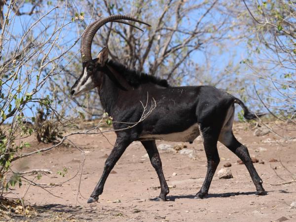 Angola safari holiday