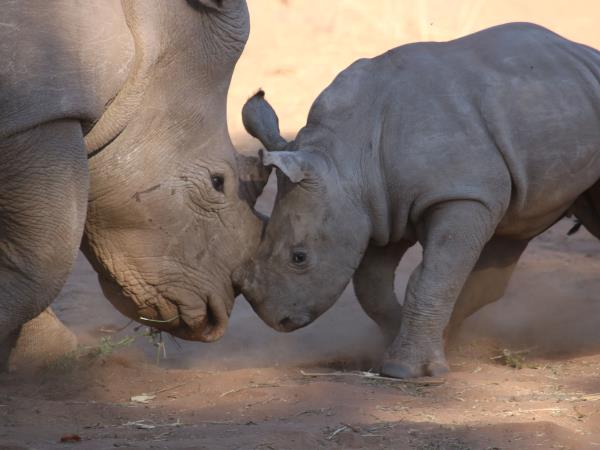 Namibia wildlife safari, off the beaten track