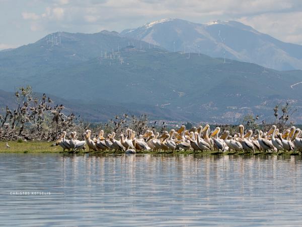 Birdwatching holiday in Greece