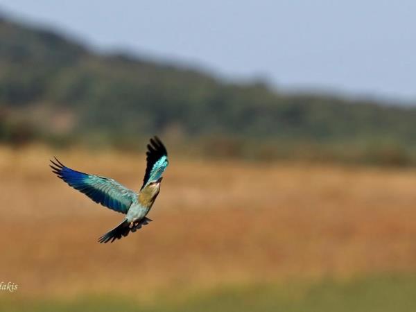 Birdwatching holiday in Greece