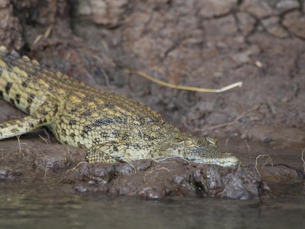 Chad wildlife safari and desert camping tour