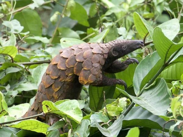 Ghana wildlife holiday and pangolin safari