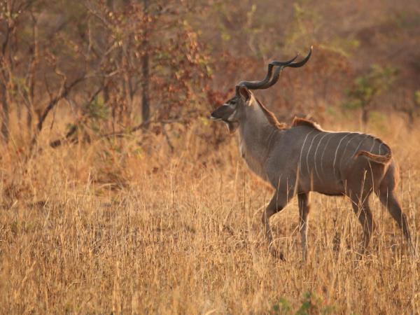 Zambia leopard safari in Luangwa