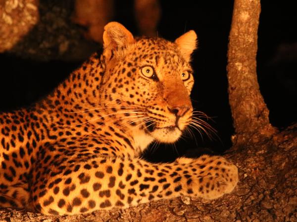 Zambia leopard safari in Luangwa
