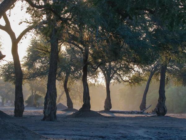 Wild dog safari in Zimbabwe