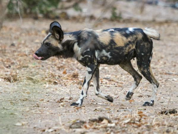 Wild dog safari in Zimbabwe