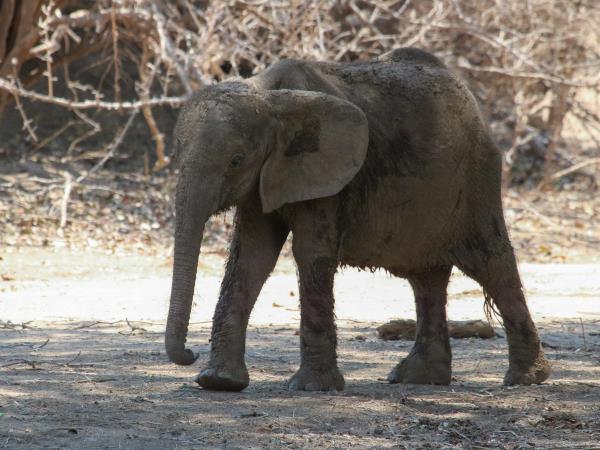 Wild dog safari in Zimbabwe