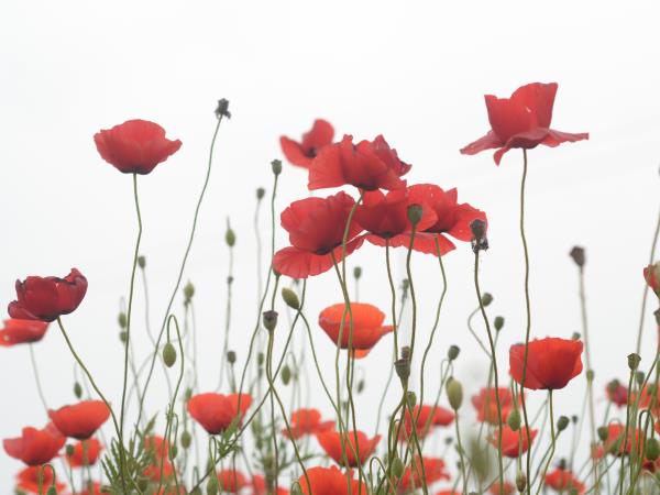 Garden design course in Greece