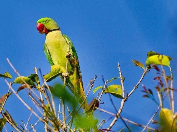 Nepal homestay holiday in Bardiya National Park