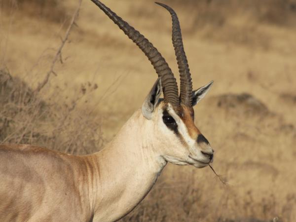 Luxury safari in Tanzania