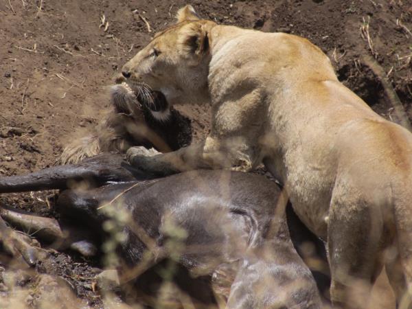 Luxury safari in Tanzania