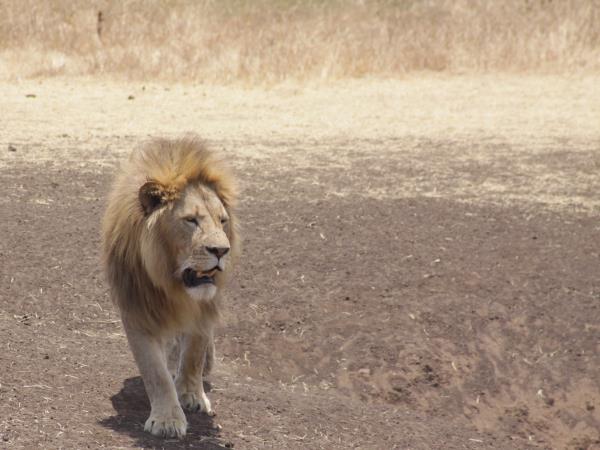 Luxury safari in Tanzania