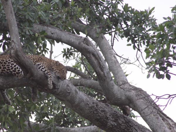 Luxury safari in Tanzania